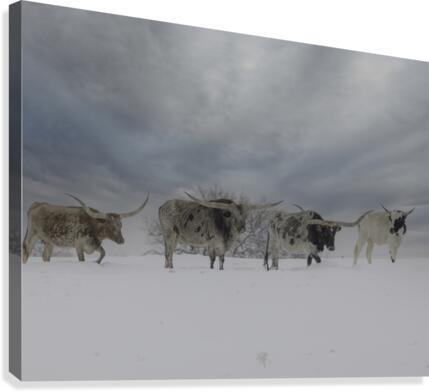 Longhorns Canvas Print