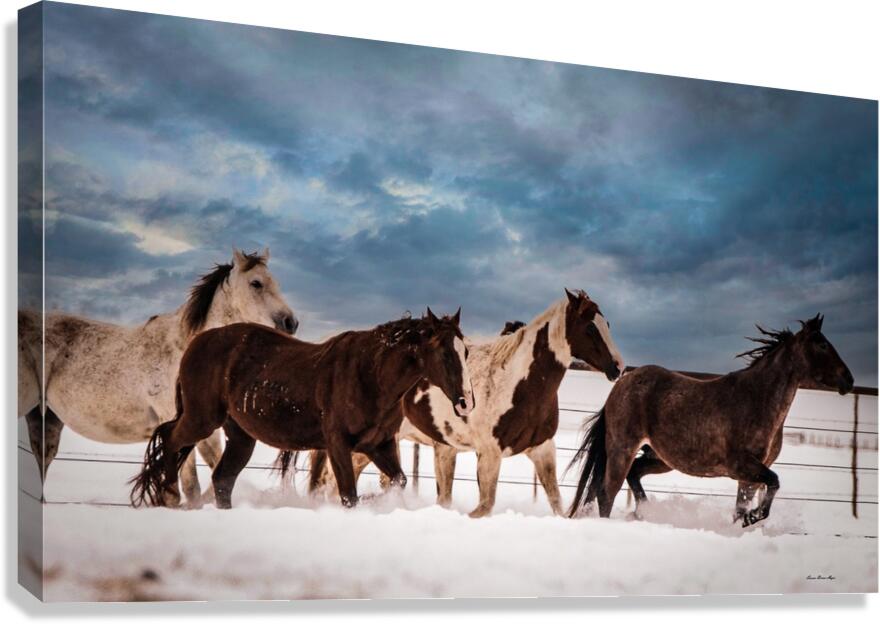 Wild Horses Canvas Print