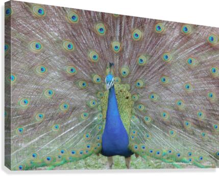 WILD IS MY FAVORITE COLOR SERIES-6 Canvas Print