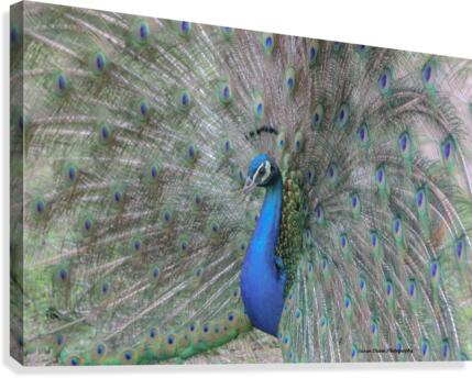 WILD IS MY FAVORITE COLOR SERIES-5 Canvas Print