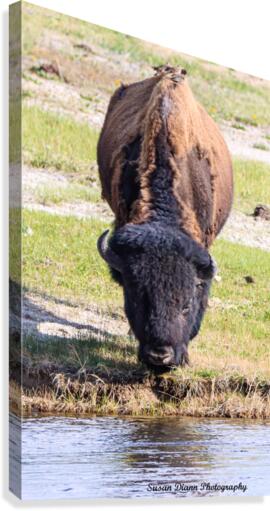 Bison-Reflections Canvas Print