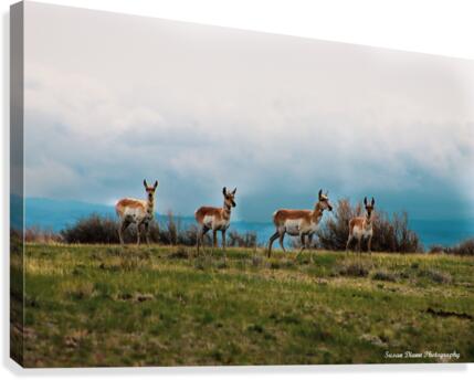 Where The Antelope Roam Canvas Print