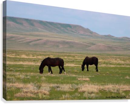 Wild Beauties Canvas Print