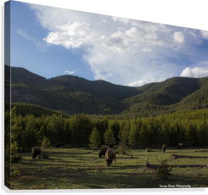 Bison Valley Canvas Print