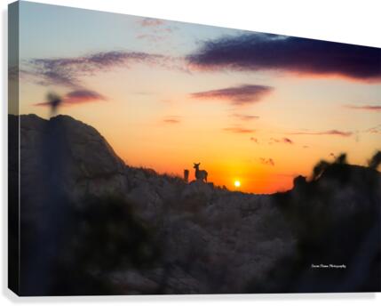 Elk Sunrise Canvas Print