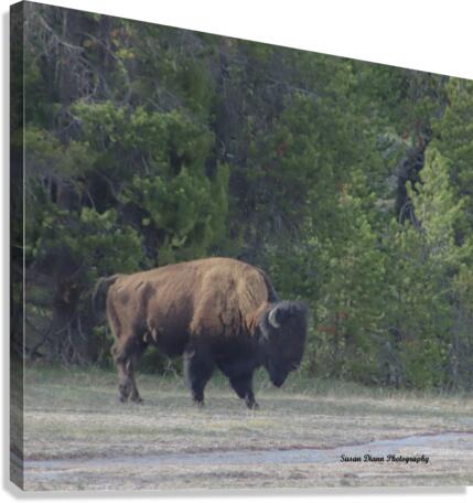Brute Canvas Print