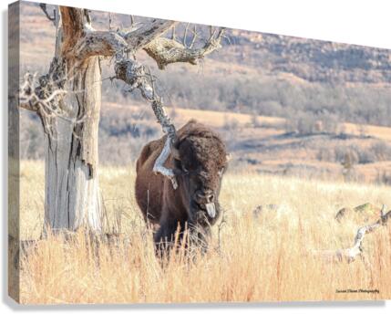 Bison Joker  Canvas Print