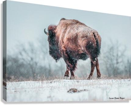 The Cold Walk Home Canvas Print