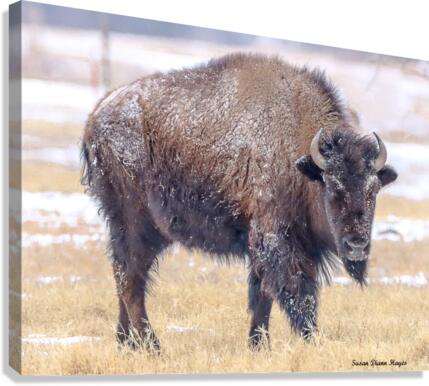 Baby Its Cold Impression sur toile