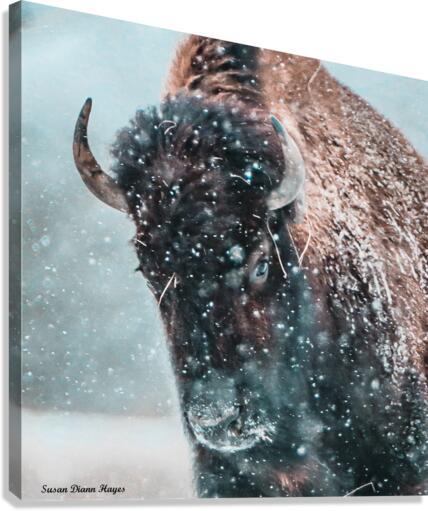 Plowing Through the Snowstorm  Canvas Print