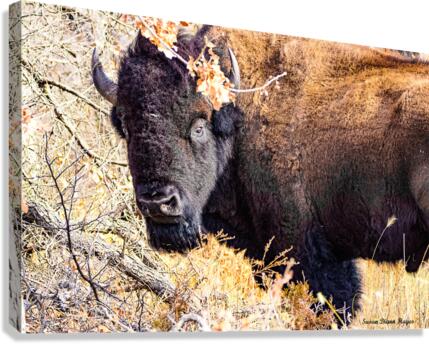 Into the Woods I Go Canvas Print