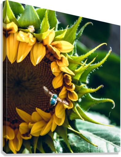 Blue Bee 2 Canvas Print