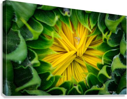 Awaiting The Moment Canvas Print