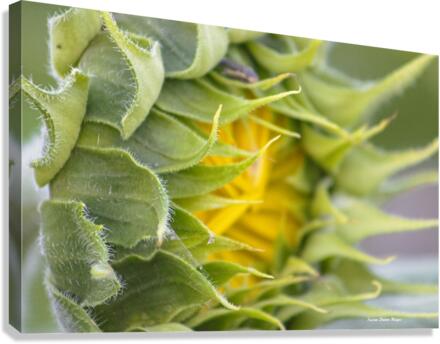 Turning Toward The Promise Impression sur toile