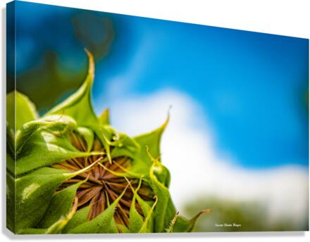 New Beginnings Canvas Print