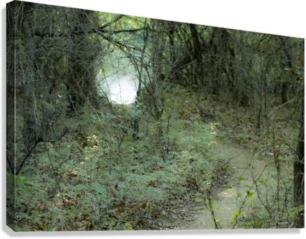 Pathway Series- 1 Charons Garden Canvas Print