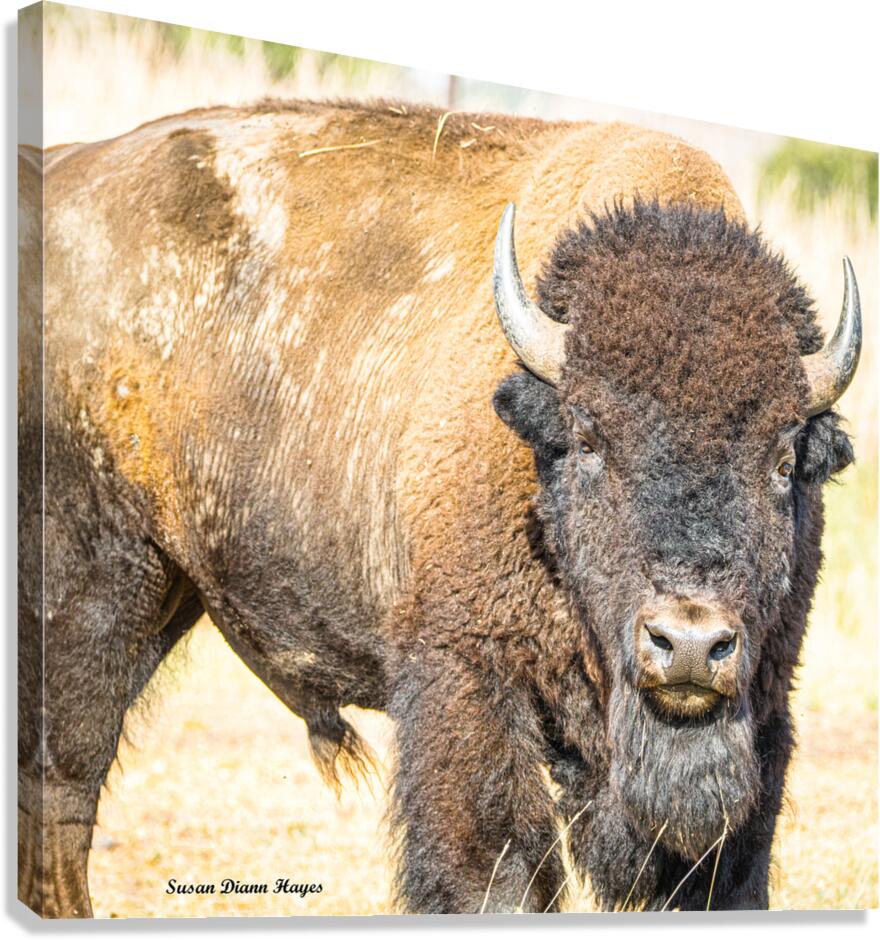 Stare Down Impression sur toile