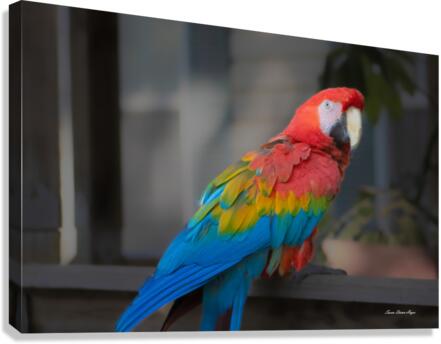 Callies Baby Canvas Print