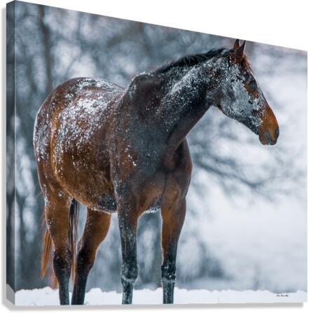 Let It Snow Canvas Print
