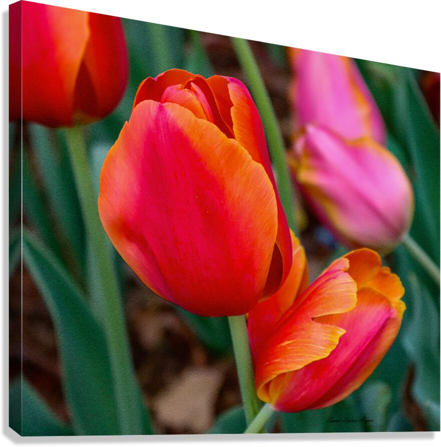 Perfectly Pastel Canvas Print