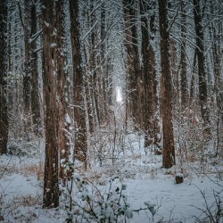 Forest Snowfall