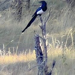 Magpie
