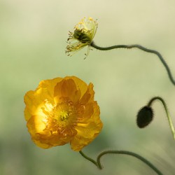 The Poppy