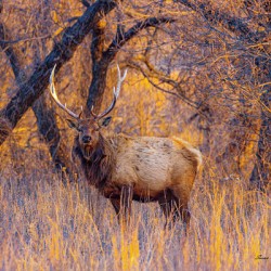 Wichita Mountain Elk