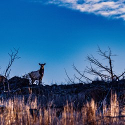 High On The Mountain