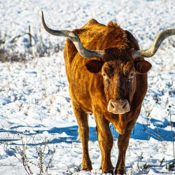 Twisted Sister In the Snow