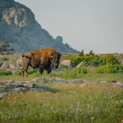 Bison And Wildflowers