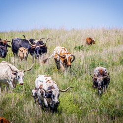 Till The Cows Come Home