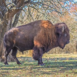 Under The Old Elm Tree