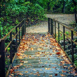 The Bridge To Autumn