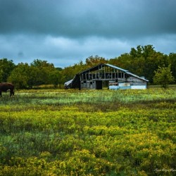 Goldenrod Pasture