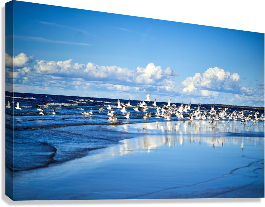 Birds Of The Blue    I Canvas Print