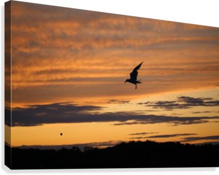 Evening_Catch Canvas Print
