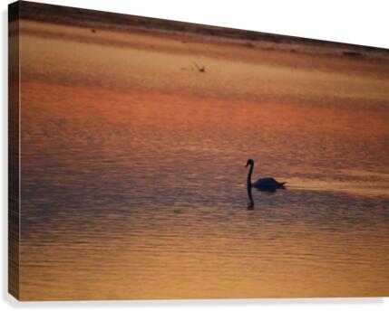 Evening_Swim Canvas Print