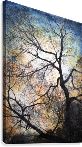 Tree study no.3 Canvas Print