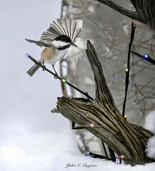 Chickadee in Christmas lights by Jules Claude Gagnon