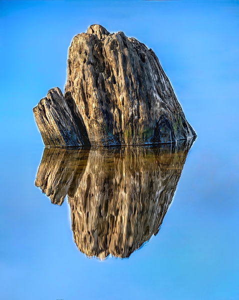 Stump Water Reflection Print