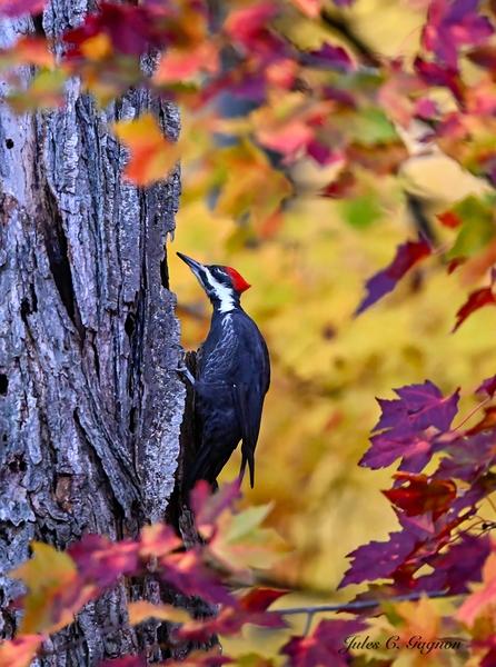 Pileated in  Autumn Splendour by Jules Claude Gagnon