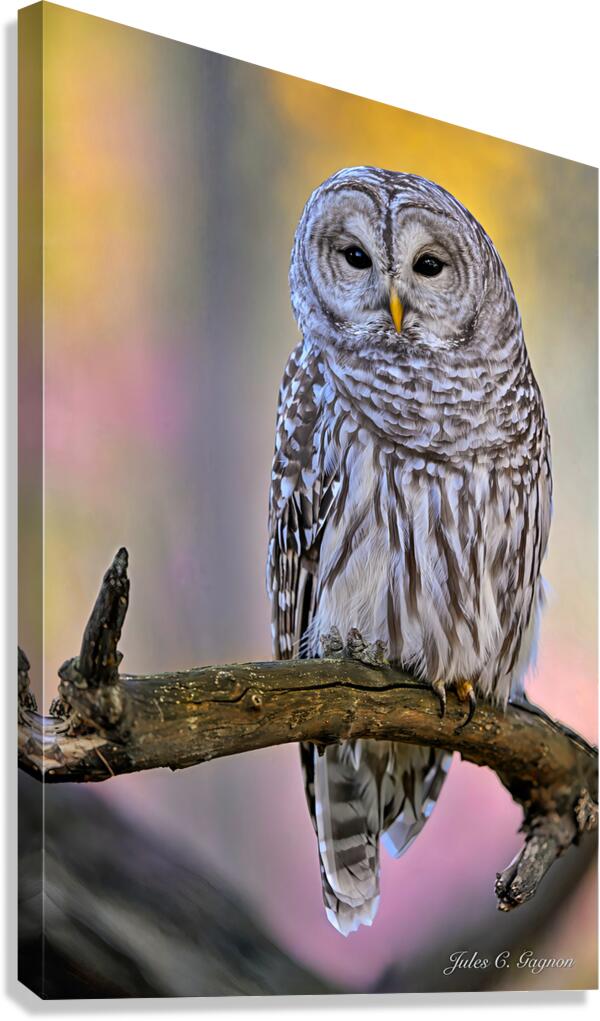 Barred Owl Canvas Print