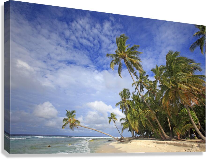 IMG 0413 Canvas Print