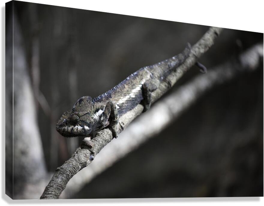 IMG 5839 Canvas Print