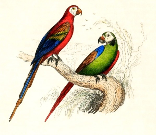   Classic Parrots  Print