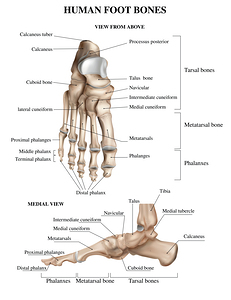Foot Bones Anatomy