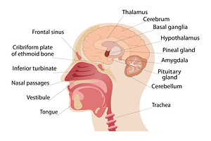 Anatomy of human brain and noise