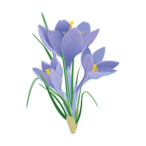 Beautiful crocus Flower