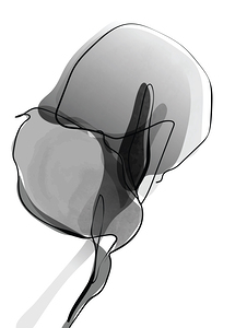  Black and white botanical design . b